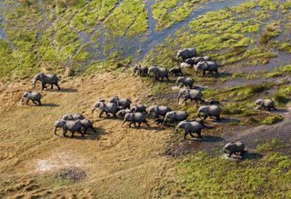 A herd of elephants are photographed from above