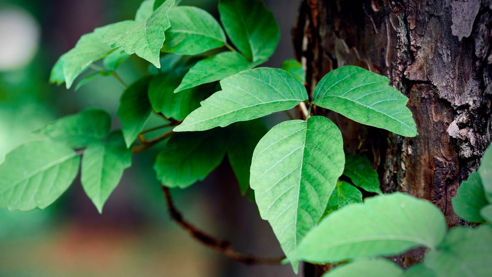 How to get rid of poison ivy in 5 simple steps Tom's Guide