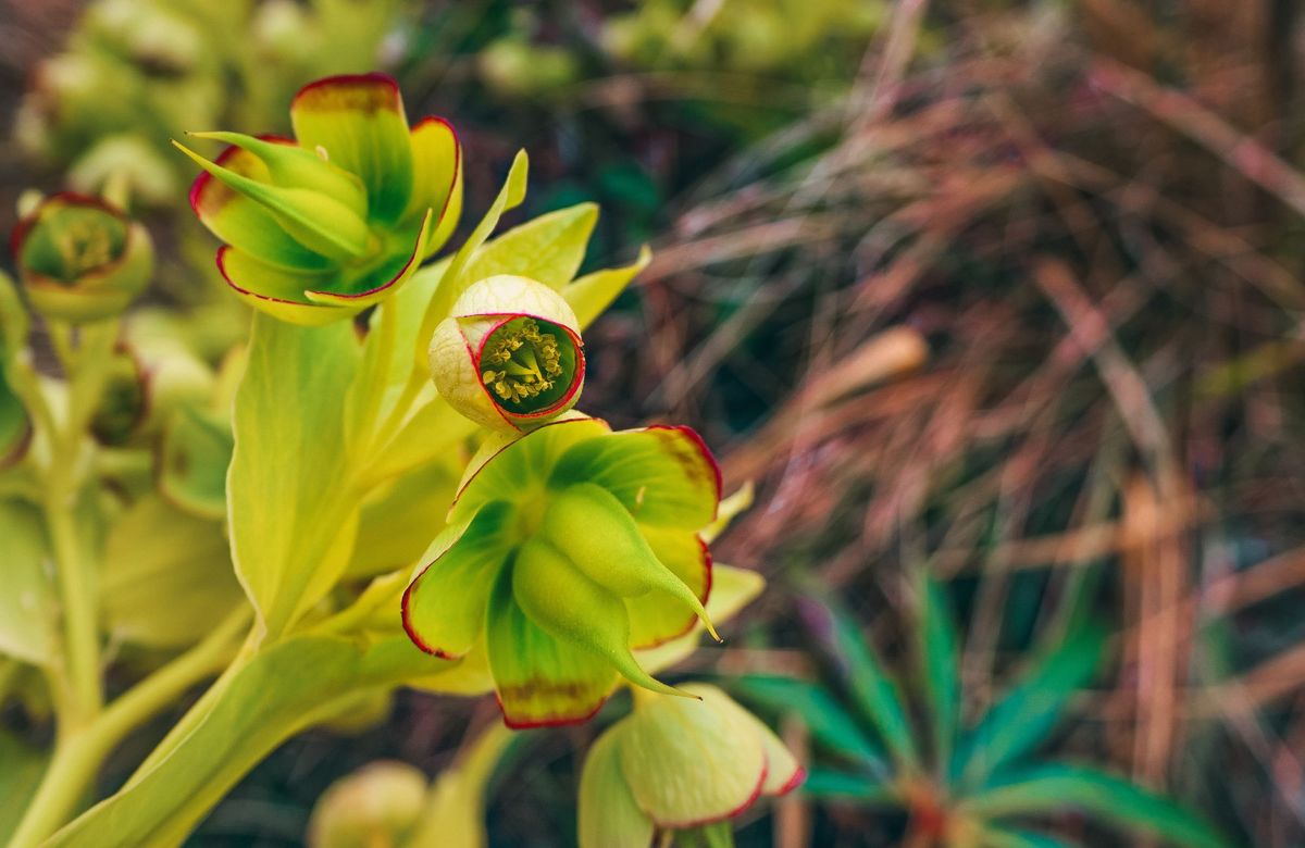 This Fragrant Winter Plant Adds Instant Magic to a Garden | Gardening ...