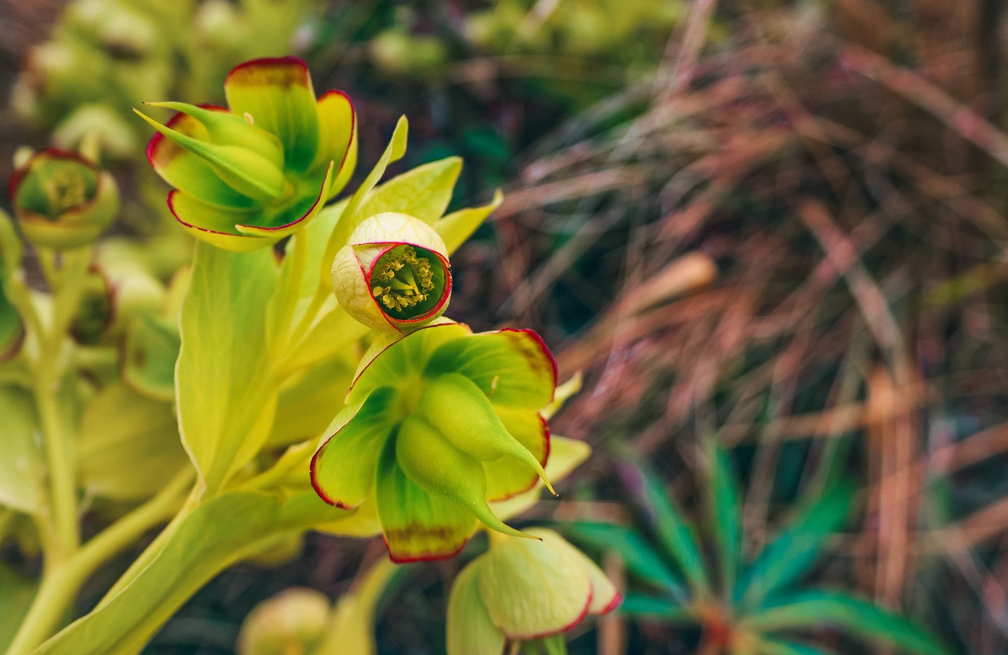 The stinking hellebore (Helleborus foetidus) is a garden perennial belonging to the buttercup family (Ranunculaceae) - stock photo