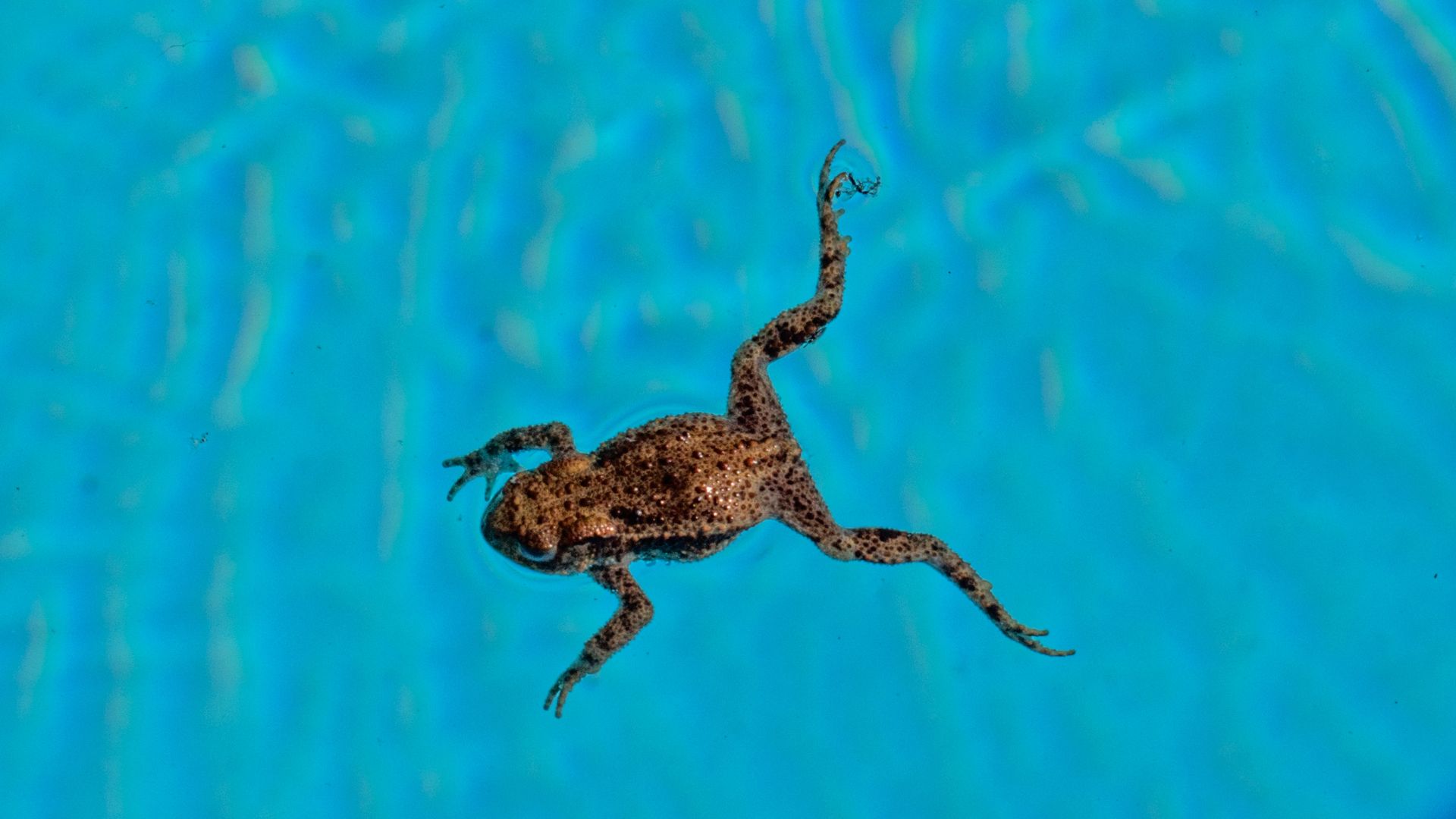 African Dwarf Frog swimming in blue water