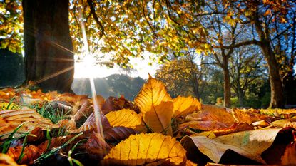  A pair of wellington boots, basket of pumpkins and dried autumn leaves on a doorstep outside a wooden clad building.