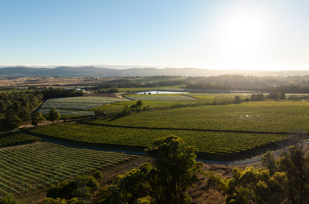 Vineyards in Tasmania