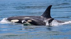 A female orca and her baby swim side by side.