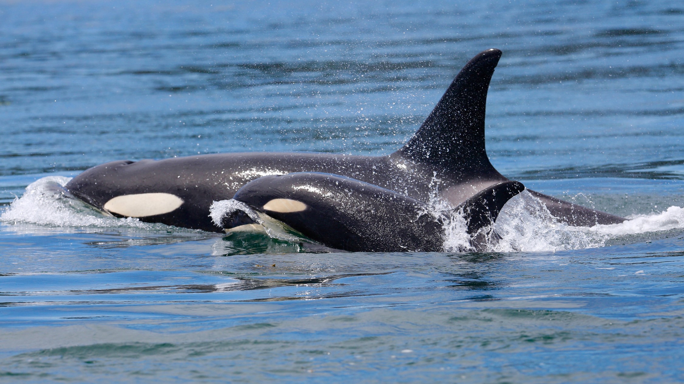 Ein weiblicher Orca und ihr Baby schwimmen Seite an Seite.