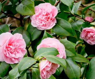 pink camellia on shrub