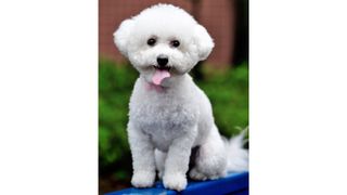 bichon frise