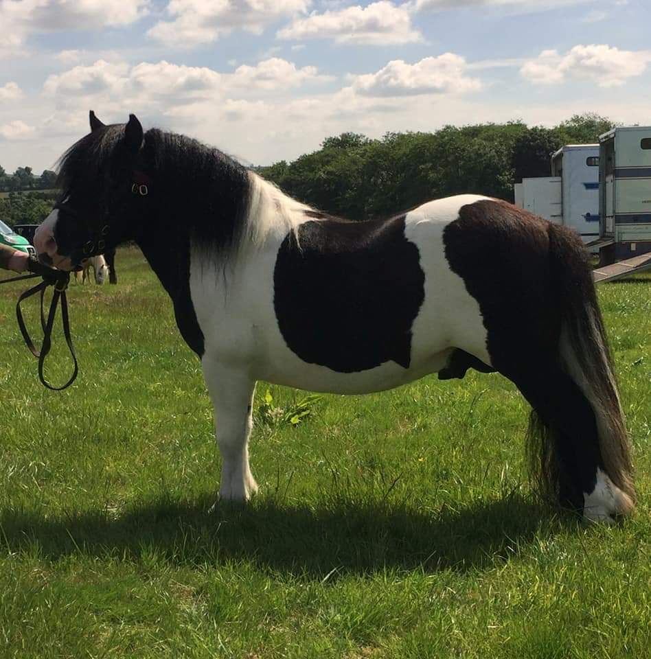 Hestigarth Prolific
