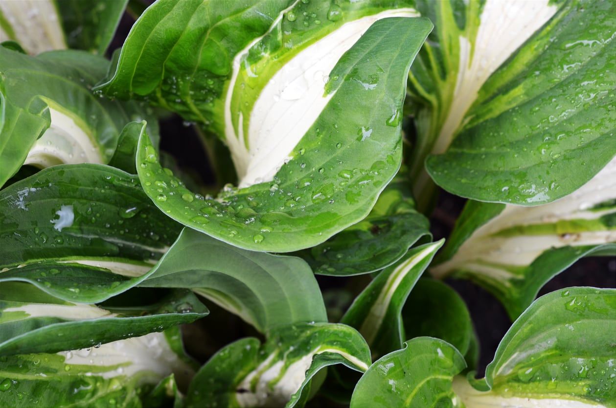 Plant With Variegated Green And White Leaves