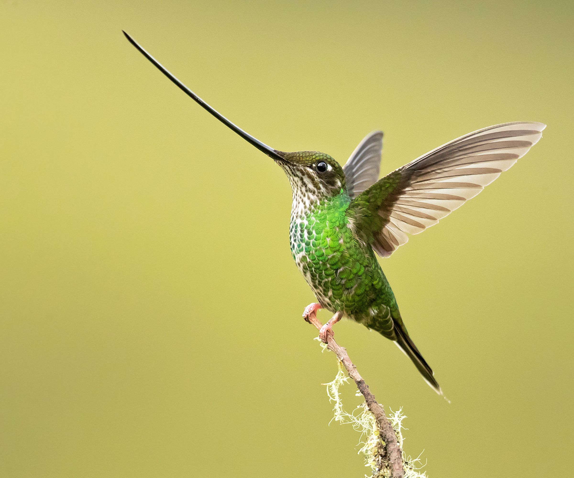 Close-up of sword-billed hummingbird perched outdoors
