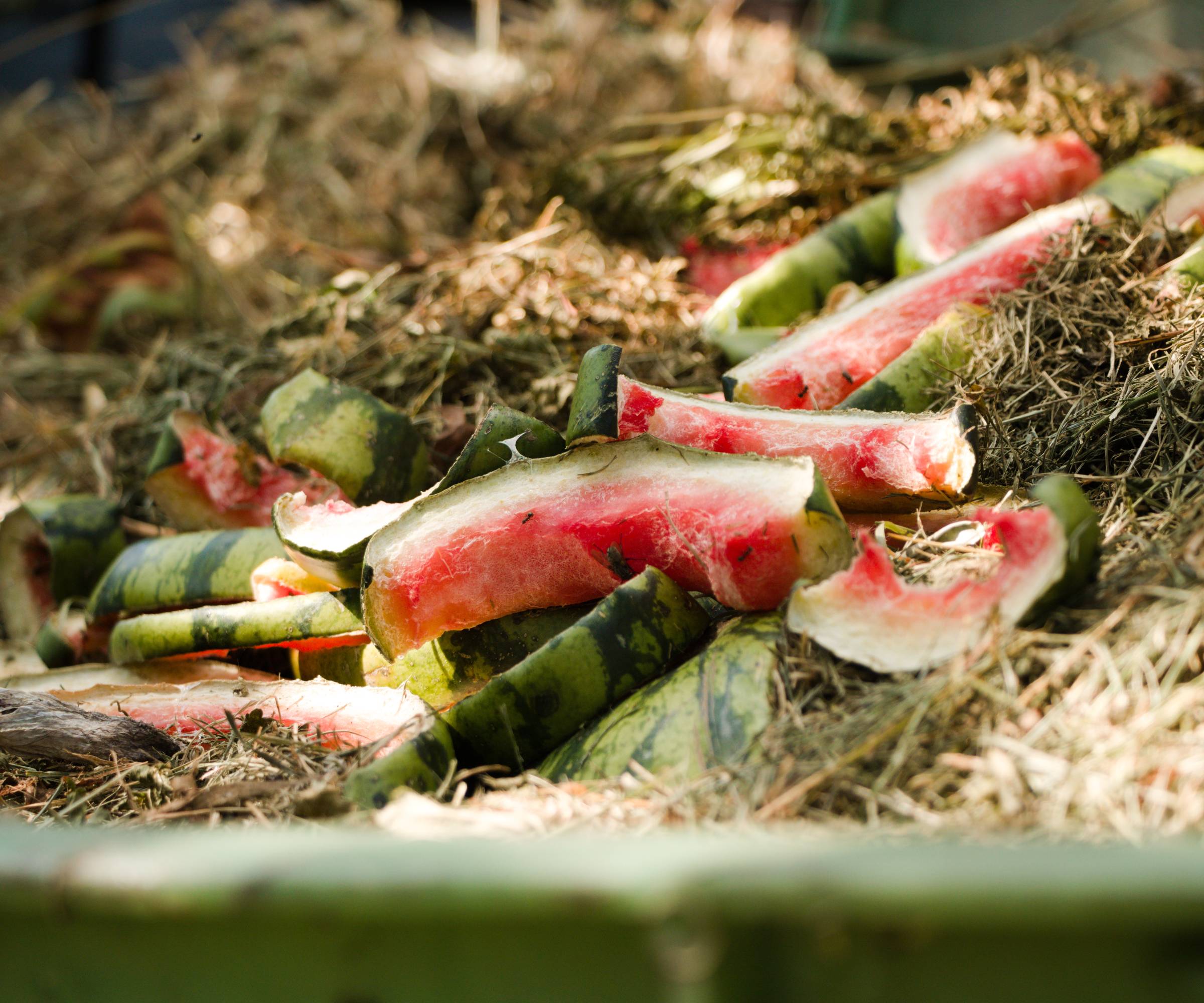 Watermelon rinds in a compost pile