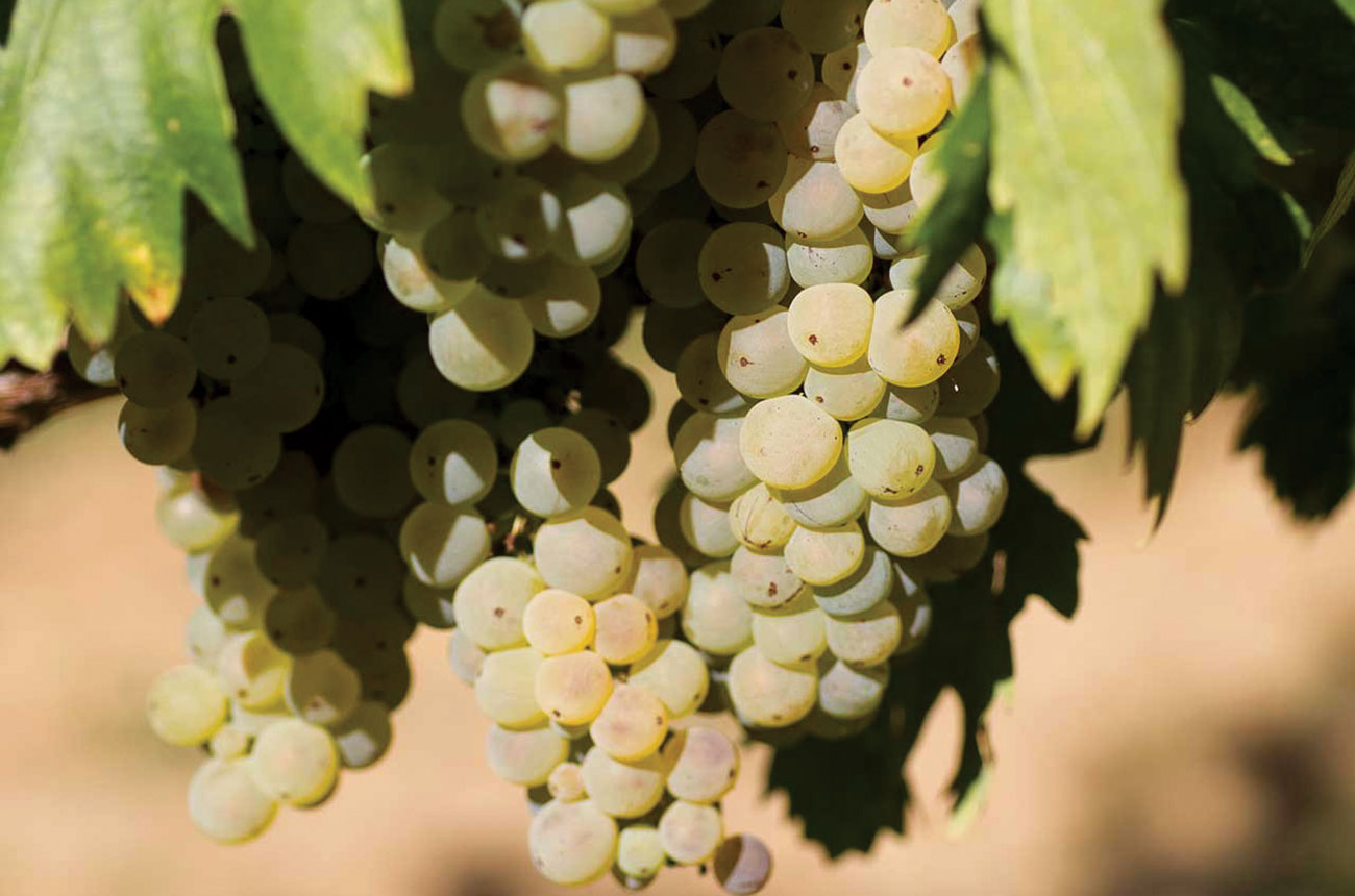 Grasac grape variety, Serbia