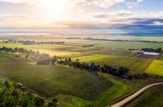 Australia grape varieties