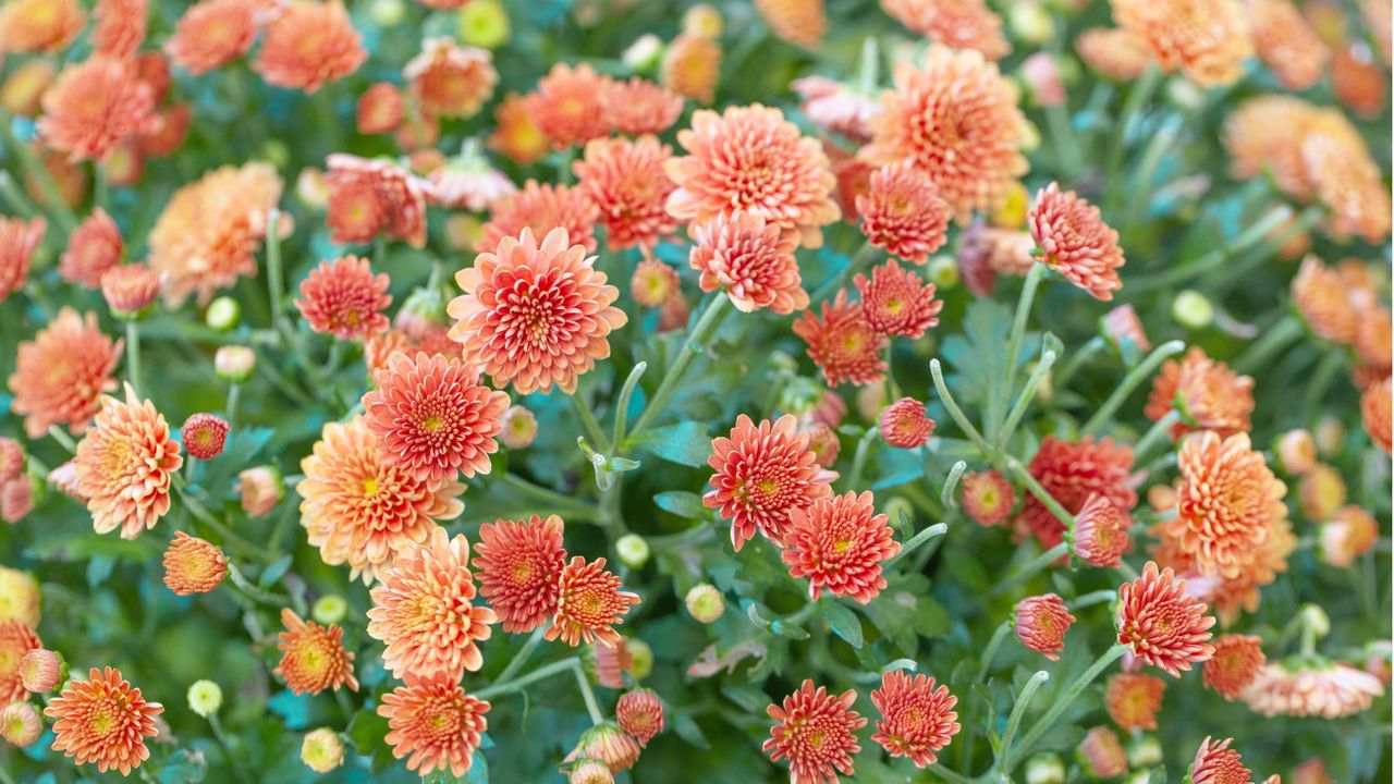 Should you deadhead chrysanthemums in fall