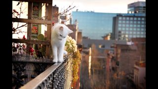 cat walking on balcony