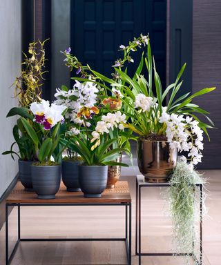 arrangement of orchids and houseplants