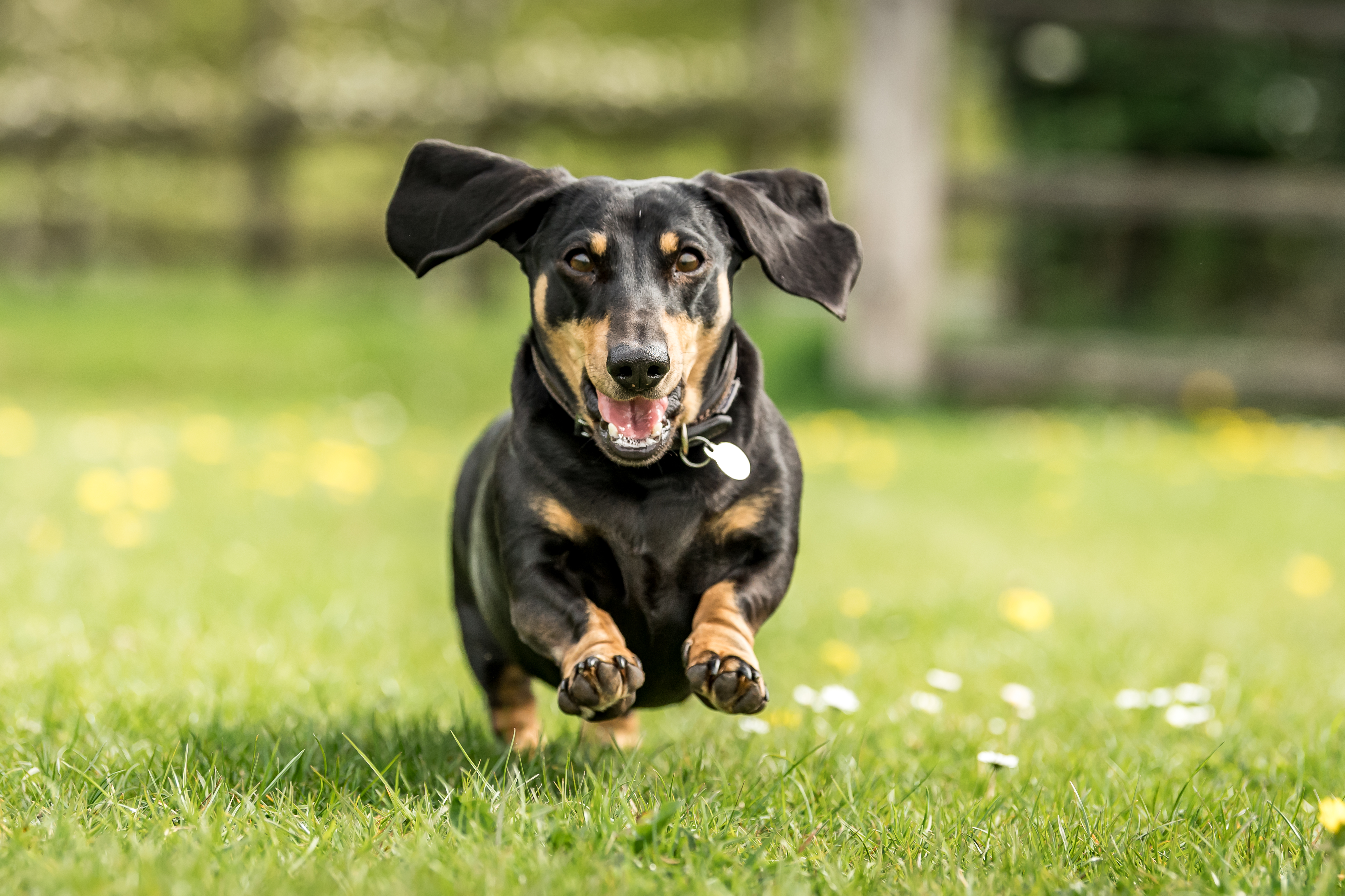 Stanley the Dachshund