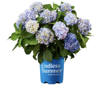 Blue hydrangea plant, $20, Amazon