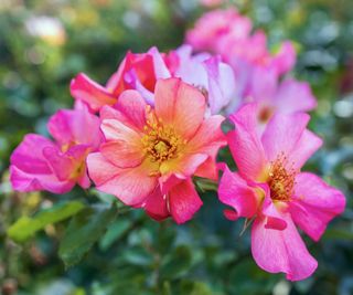 climbing rose showing pink flowers