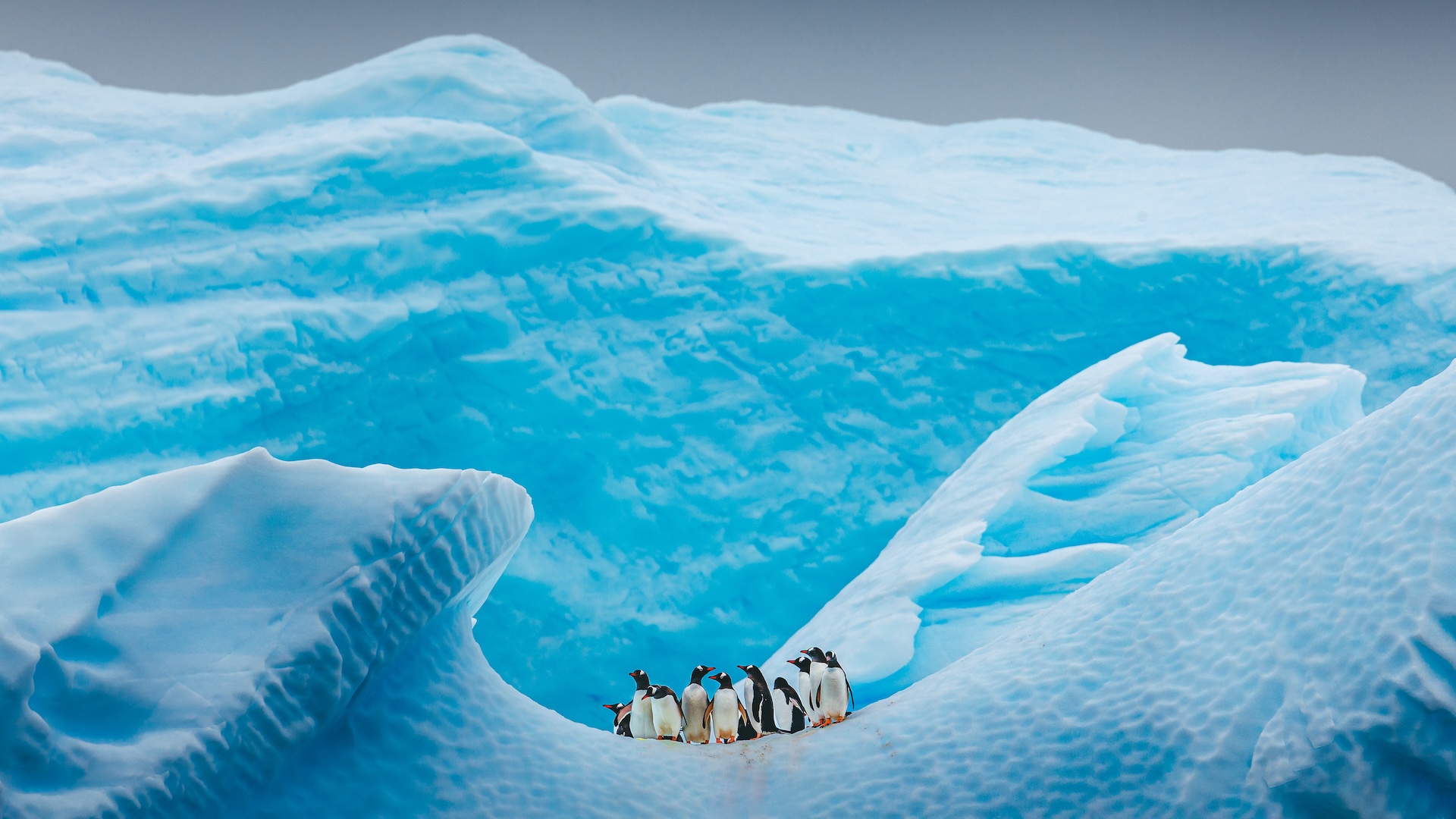 Um grupo de pinguins se amontoa em uma paisagem gelada