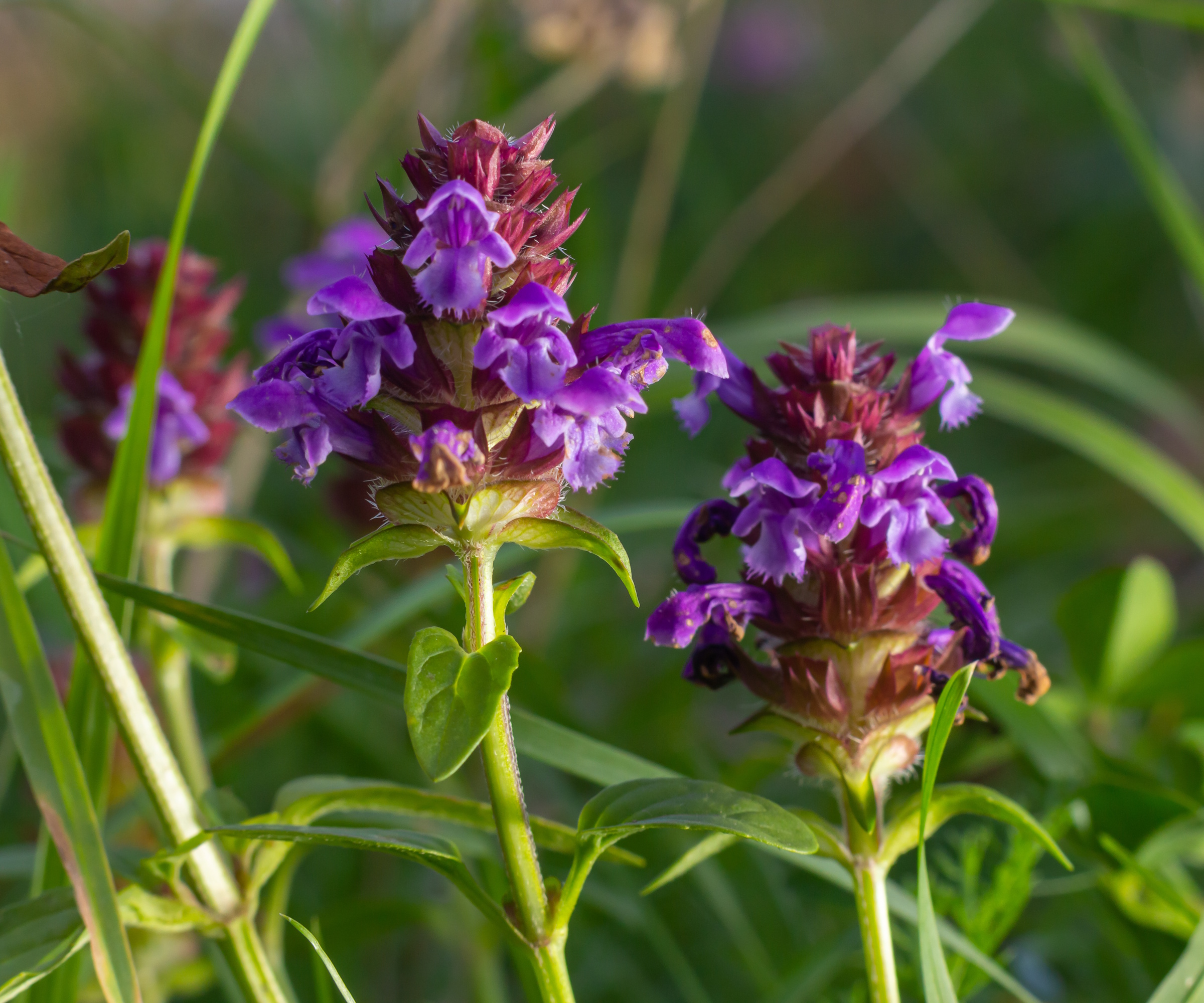 Prunella flowers