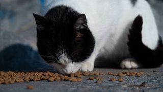 A cat eating dry kibble