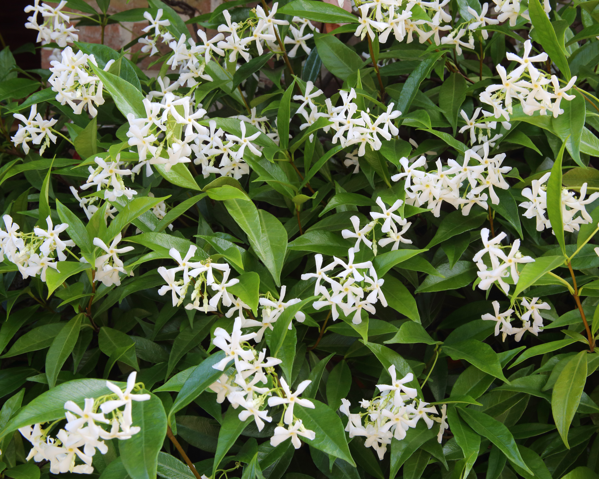 Star Jasmine, Trachelospermum jasminoides, growing up the brick wall of a house