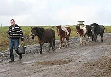 Dunsink-tip-ponies.JPG