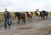 Dunsink-tip-ponies.JPG
