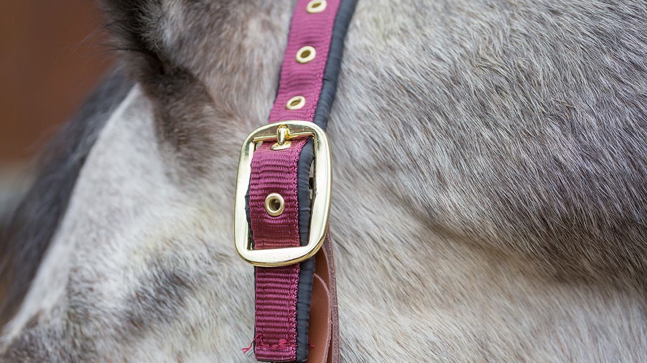 Schneiders Dura-Tech deluxe breakaway headcollar review