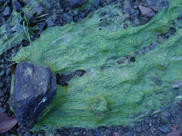 Green slime along the course near the start.