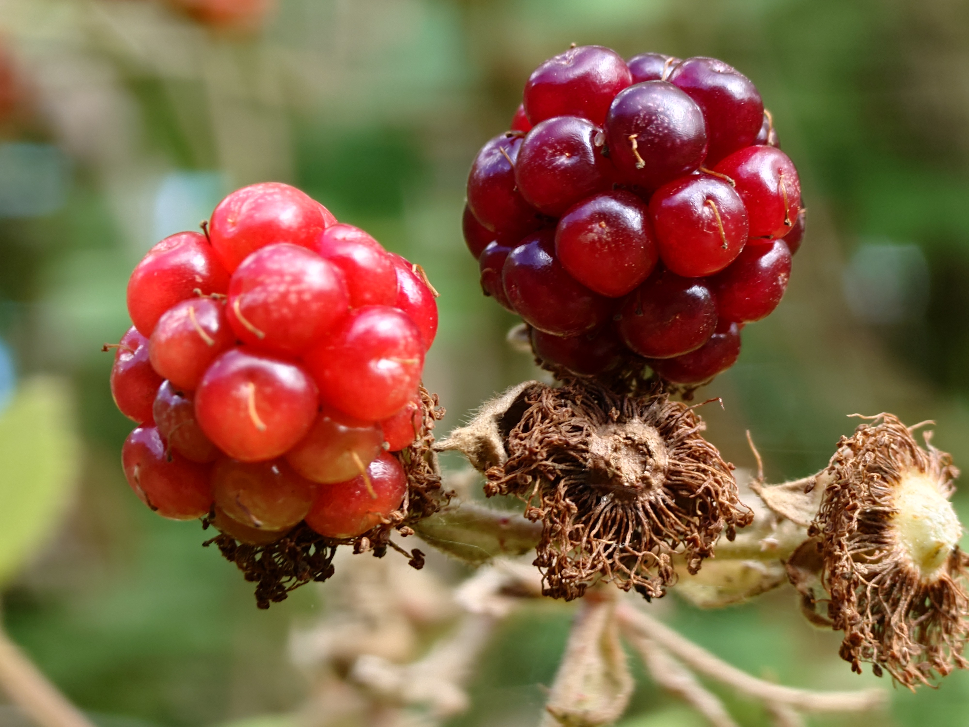 Sony Xperia 1 VII camera samples