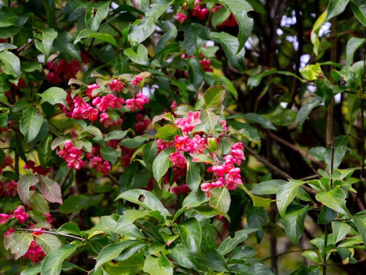 Spindle Bush Care Tips For Growing A Spindle Bush Gardening Know How