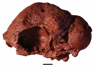 Head-Domed Reptile Skull
