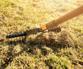 A lawn rake removing thatch and build up on the surface of a lawn