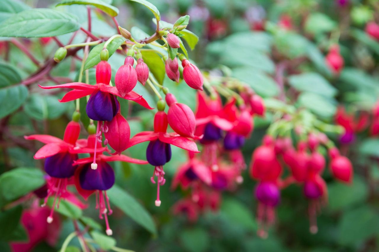 Fuchsia Plant