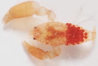 The new "hobbit" shrimp (Odontonia bagginsi) is tiny.