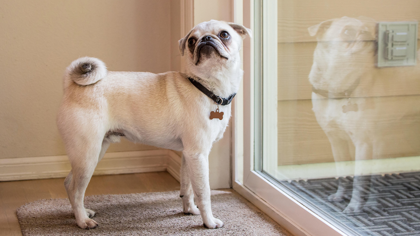Dog waiting at the back door &ndash;&nbsp;house training in progress