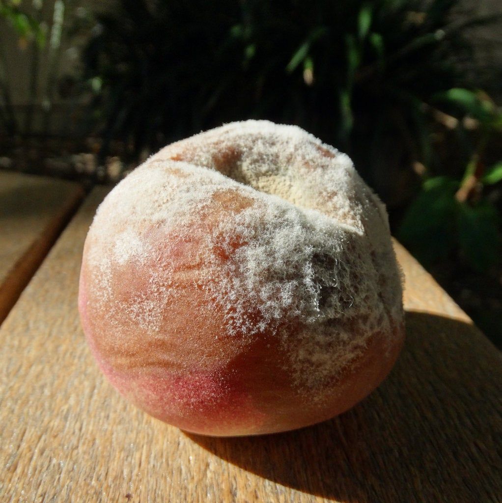 Brown Rot On A Peach