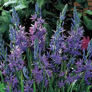 Camassia Blue Heaven flowers in lilac shades