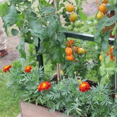 Marigolds and tomato plants with ripening tomatoes in planter at RHS Chelsea Flower Show 2024