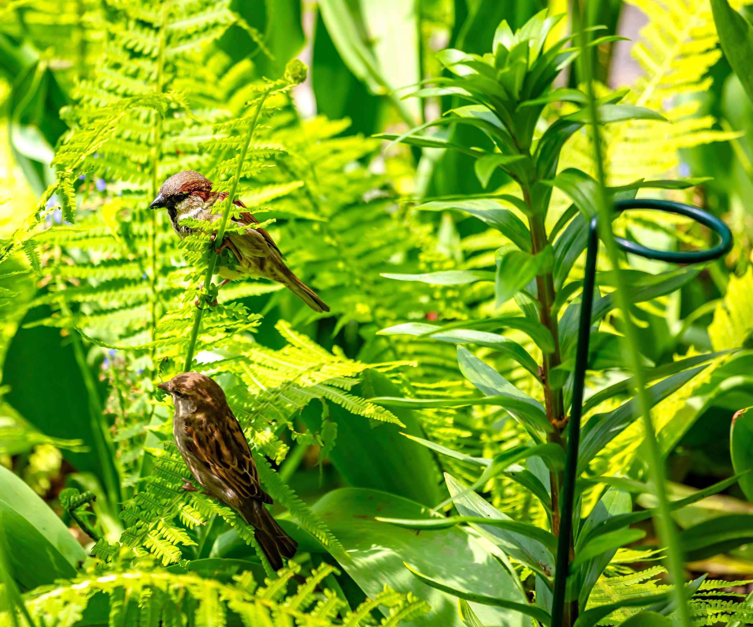 young sparrows sitting in ferns