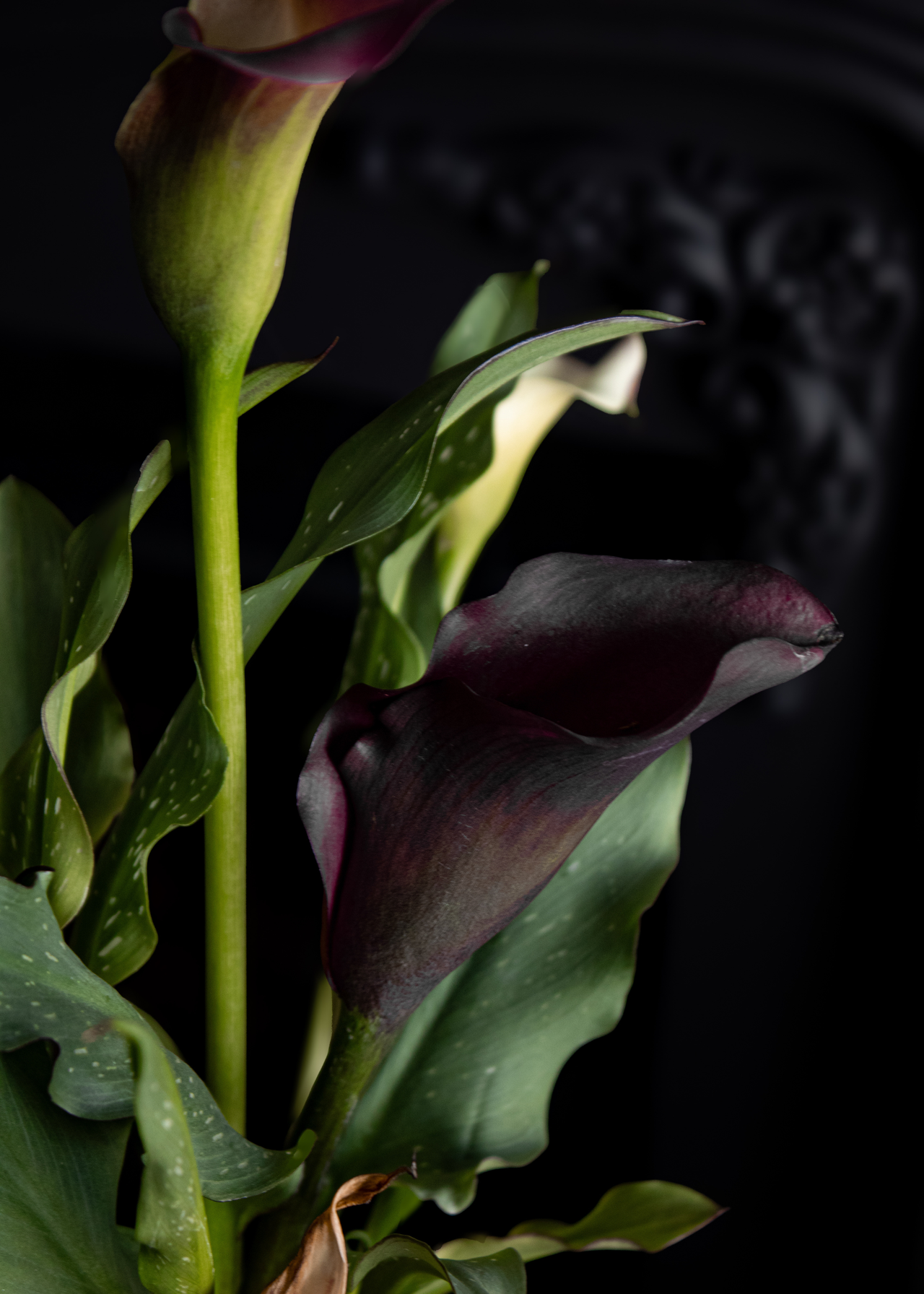 A close-up of gothic peace lillies