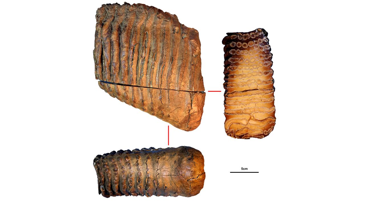 The molar of the mysterious mammoth Krestovka, who lived about 1.2 million years ago.