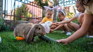 Children feeding bunny rabbits