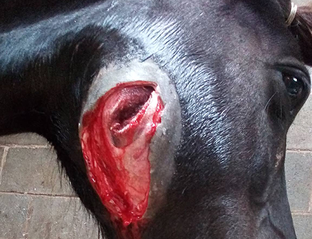 Dog bite shetland