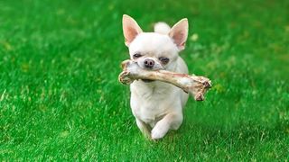 Chihuahua with chew toy