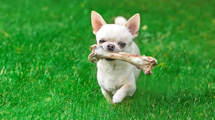 10 dogs that chew the most | PetsRadar