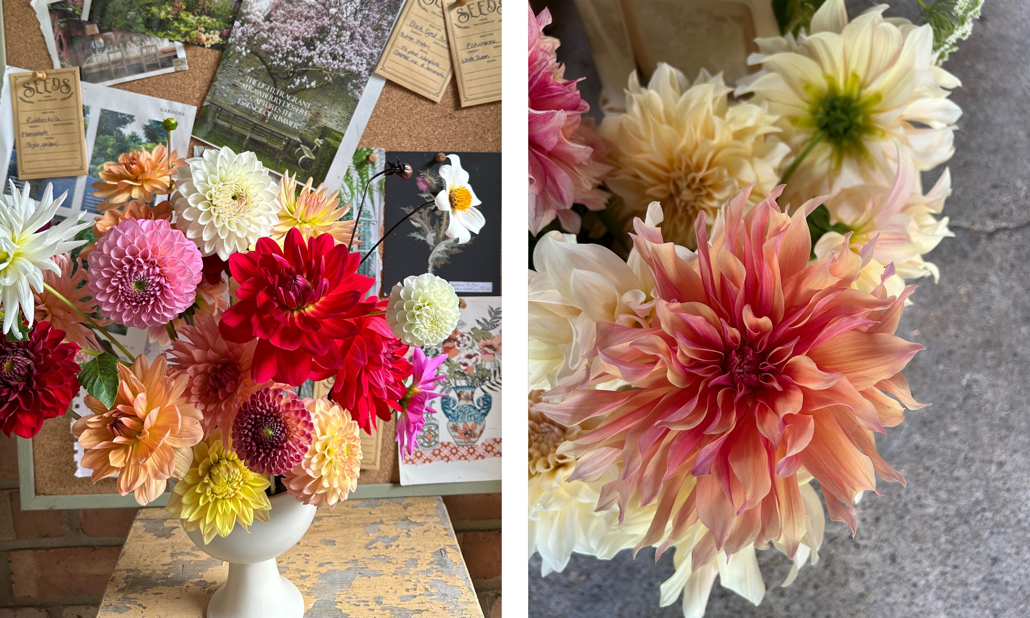 Brightly colored dahlia arrangement in cream footed bowl, with a dinner plate dahlia on the right