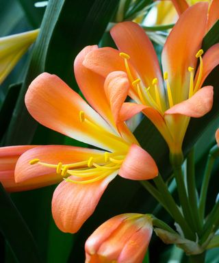 close-up of orange clivia flowers